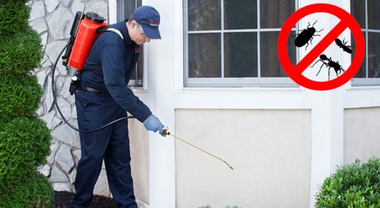 Bahçe Tahtakurusu İlaçlama böcek ilaçlama ve haşere kontrolü — ilaclama-tr.com